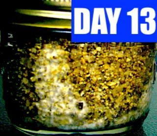 day-13.jpg