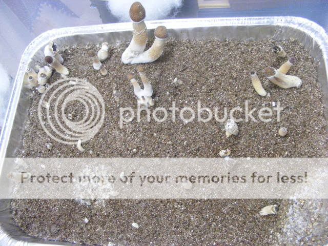 projects086.jpg