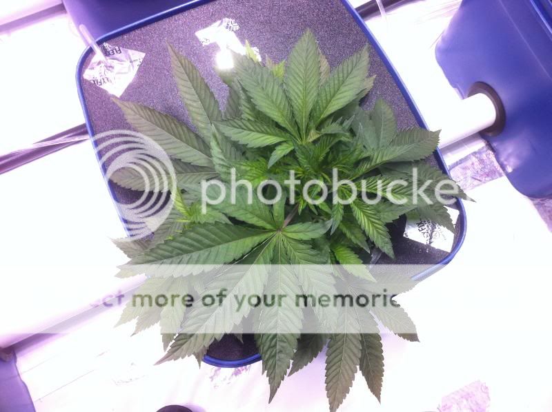 plant22-1.jpg