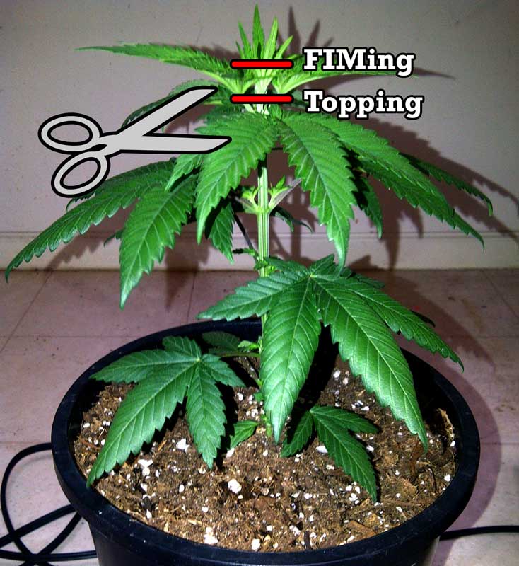 topping-vs-fiming.jpg