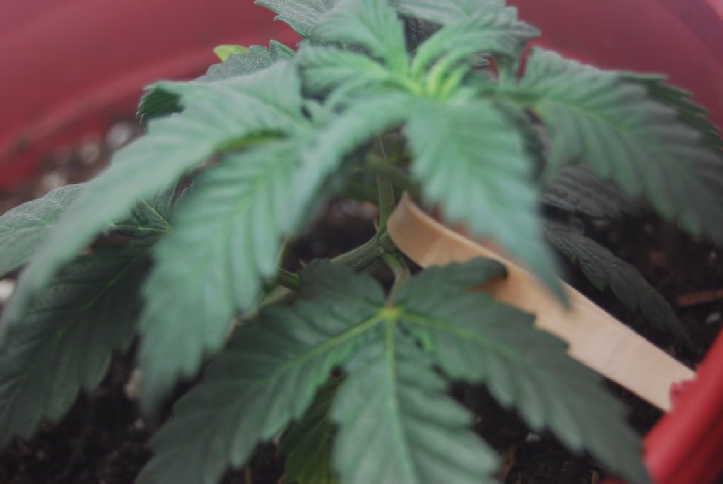 weed24006.jpg