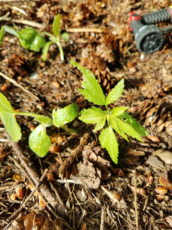 seedling.jpg