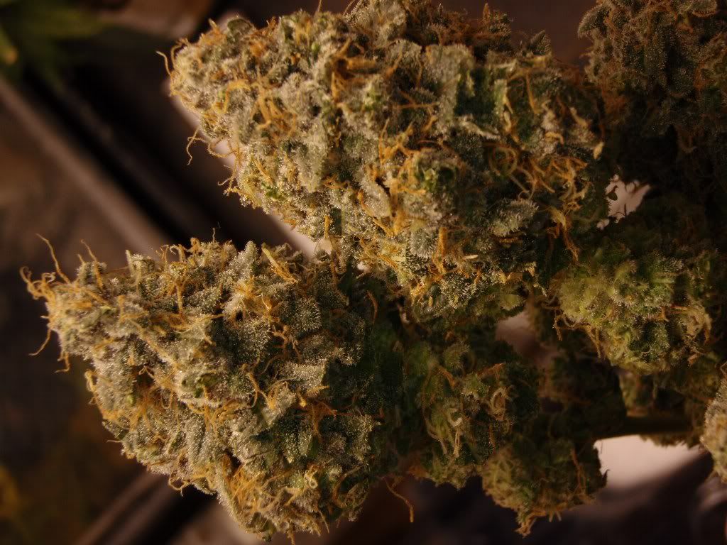 whiteberry3.jpg