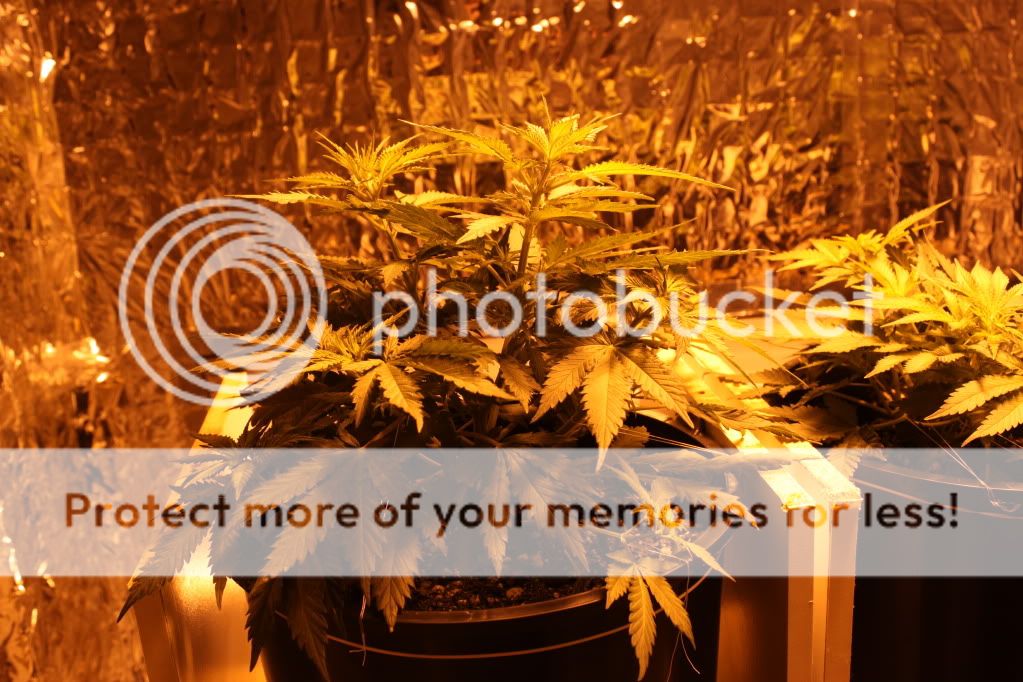 Seed1Day39.jpg