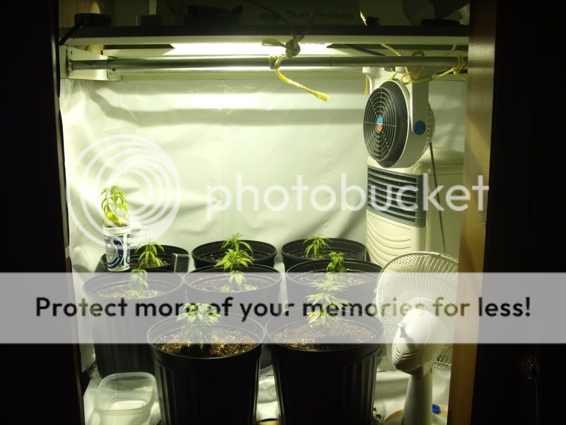 plants4001.jpg