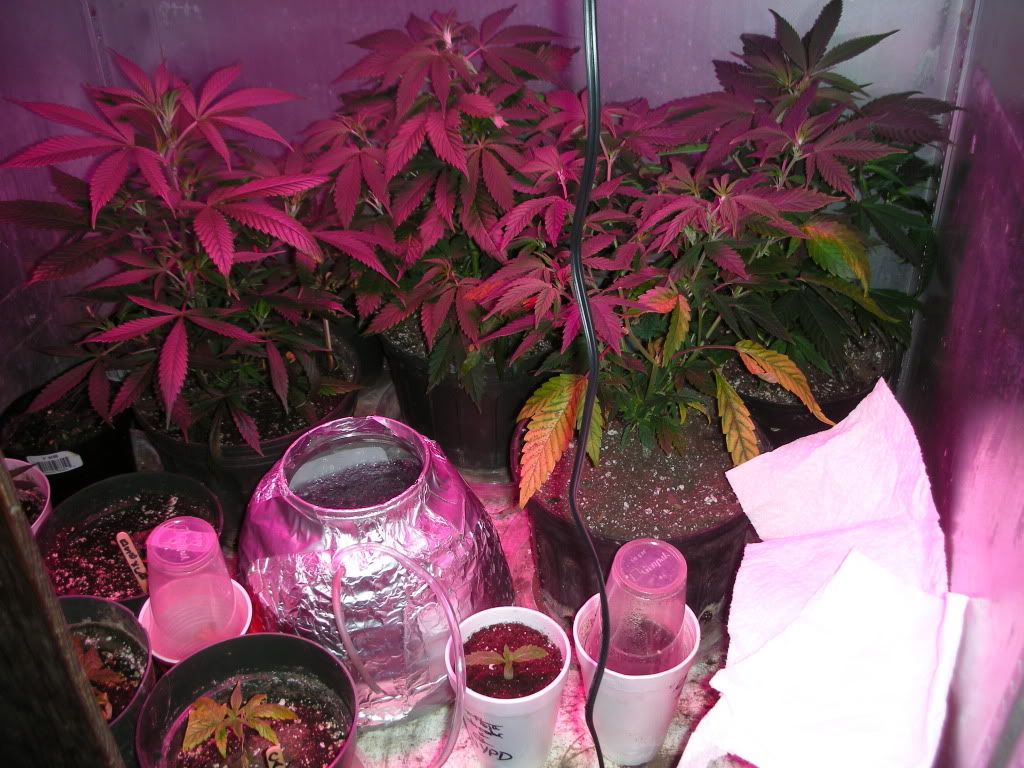 DSCN4478.jpg