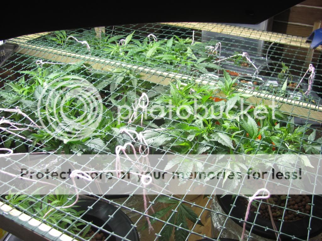 IMG_2948_zps197b0ef0.jpg