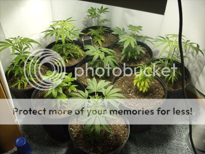 plants6004.jpg