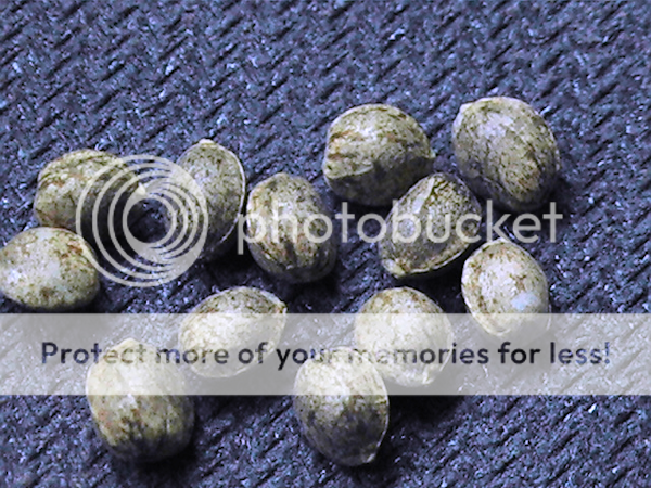 BlueBerryDJShorts_zpsb503340b.png