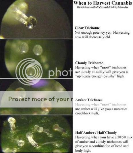 Trichome_chart1.jpg