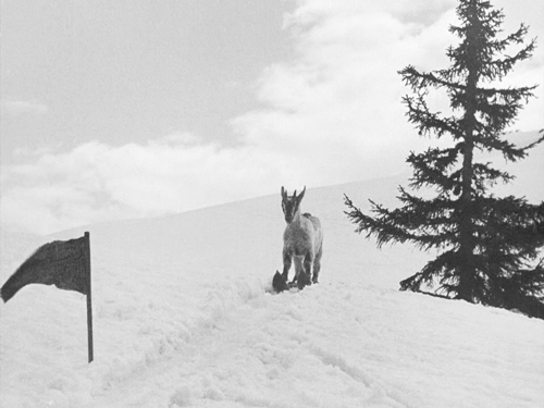 kid-on-skis