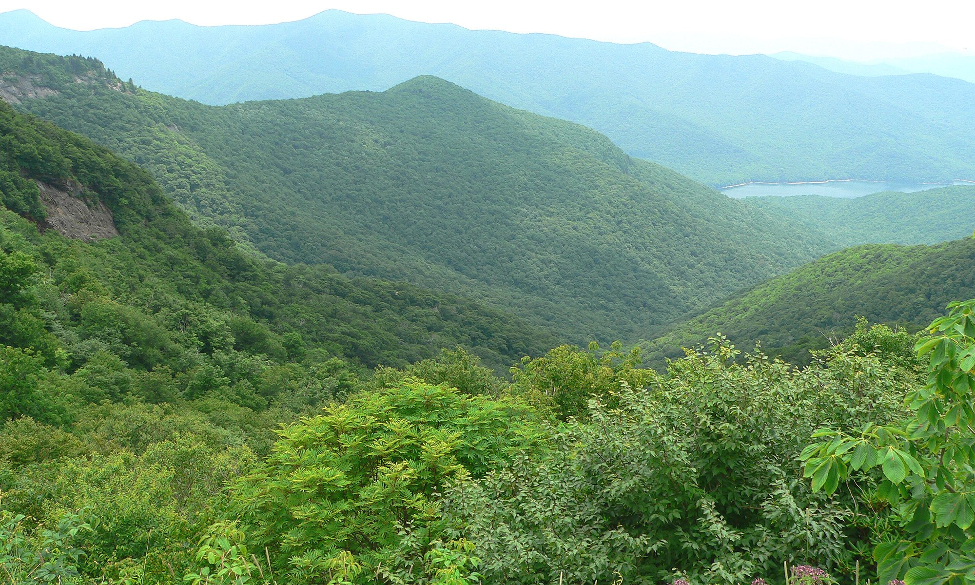 Appalachian–Blue Ridge forests - Wikipedia