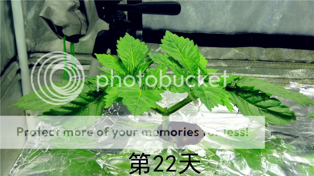 DSC03310__zpsilph1ah3.jpg
