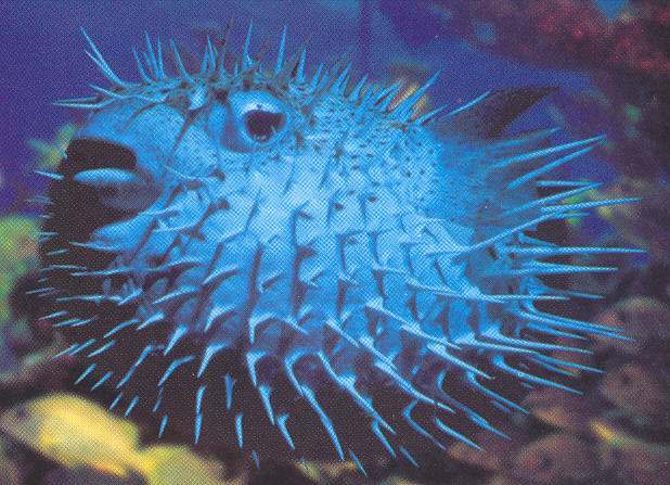 pufferfish.jpg