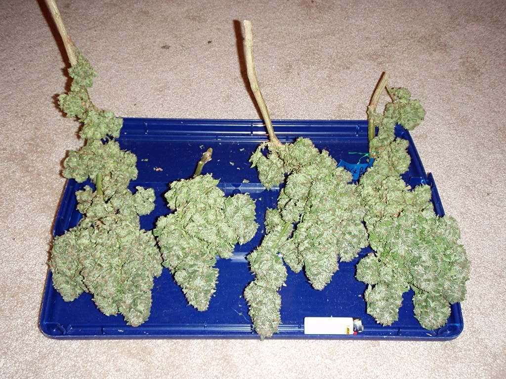 bkharvest5.jpg