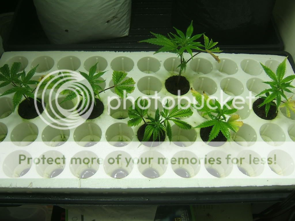 DSCF1730.jpg