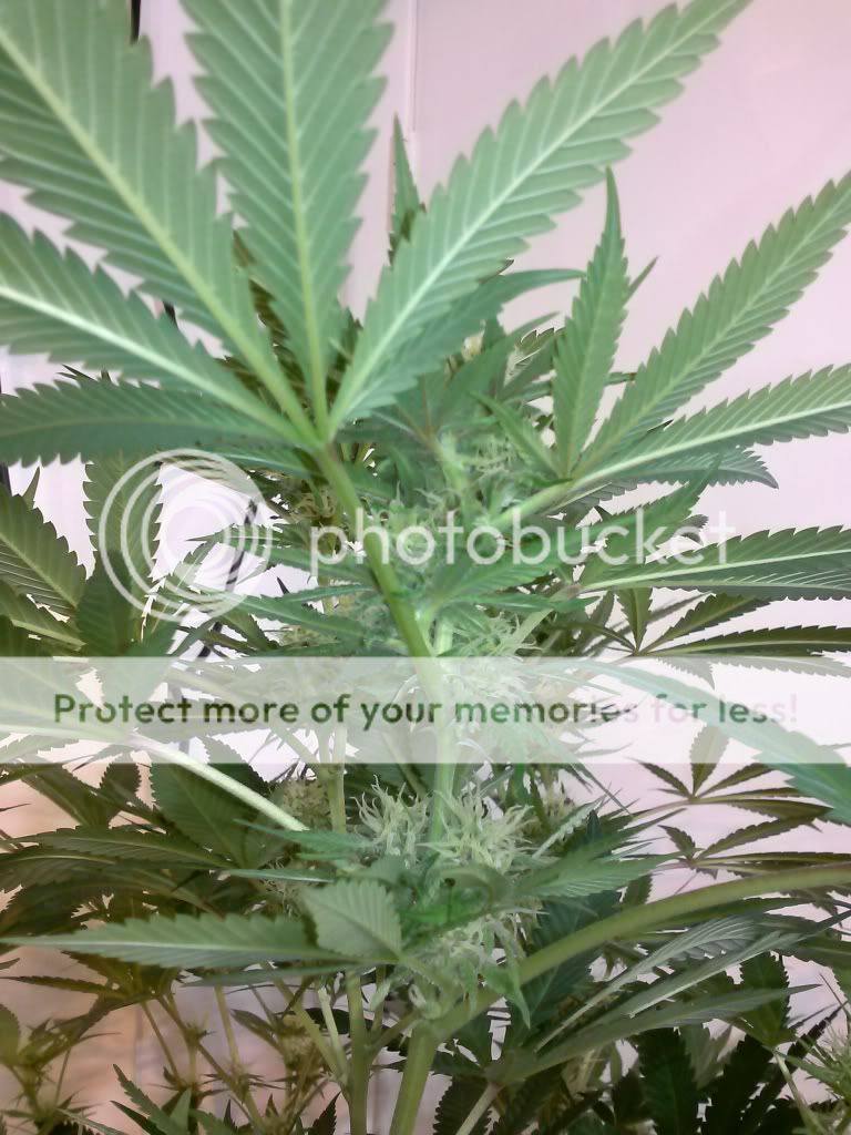 CAM00090_zpse4d98db7.jpg