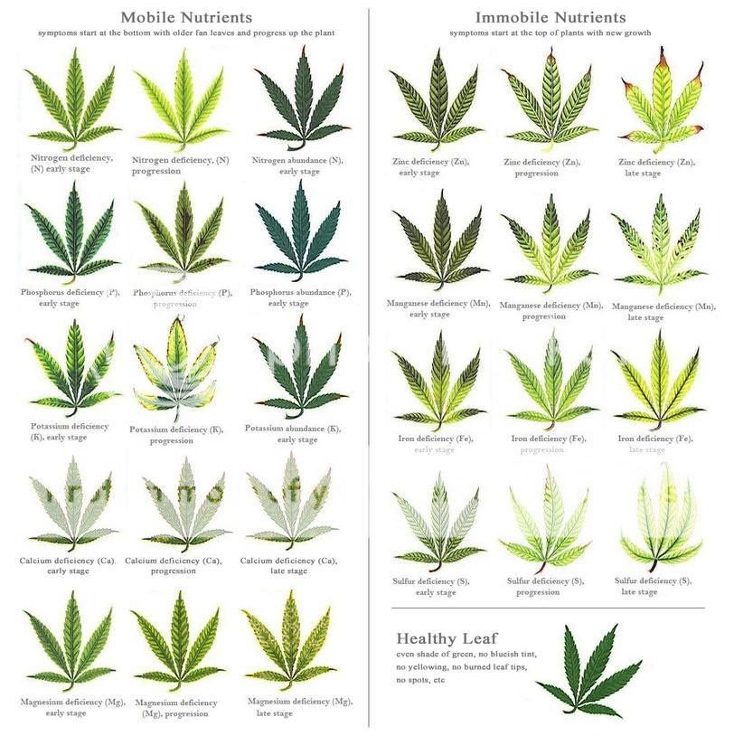 best_cannabis_deficiency_visual_chart.jpg