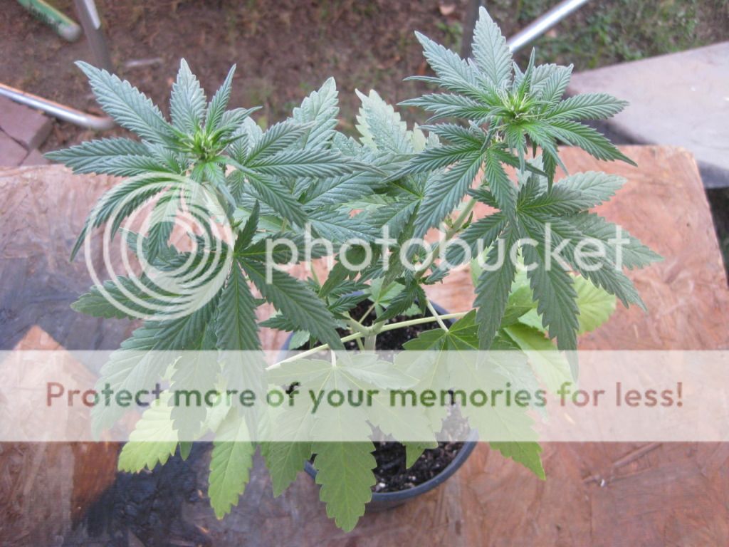 myplants002.jpg