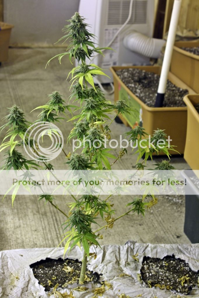 v8-wk6wholeplanttightstructure.jpg