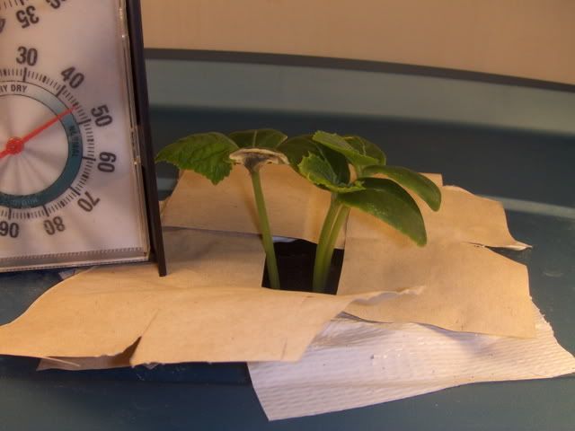 cuke4004.jpg