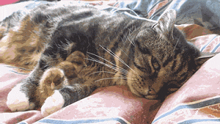 gifs_15.gif