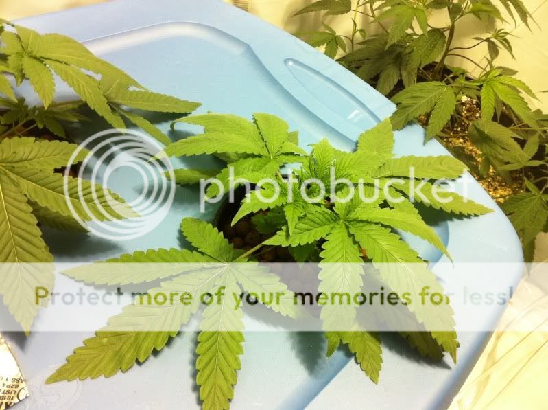 plant3.jpg