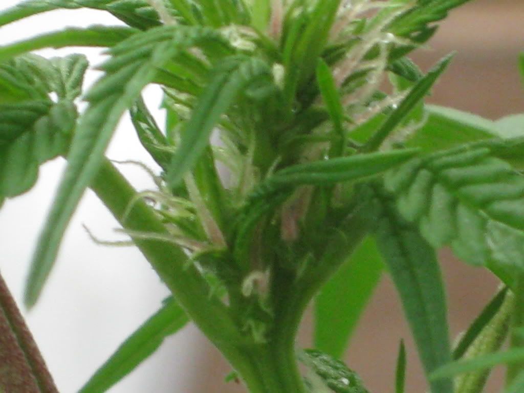 Runt8-31II.jpg
