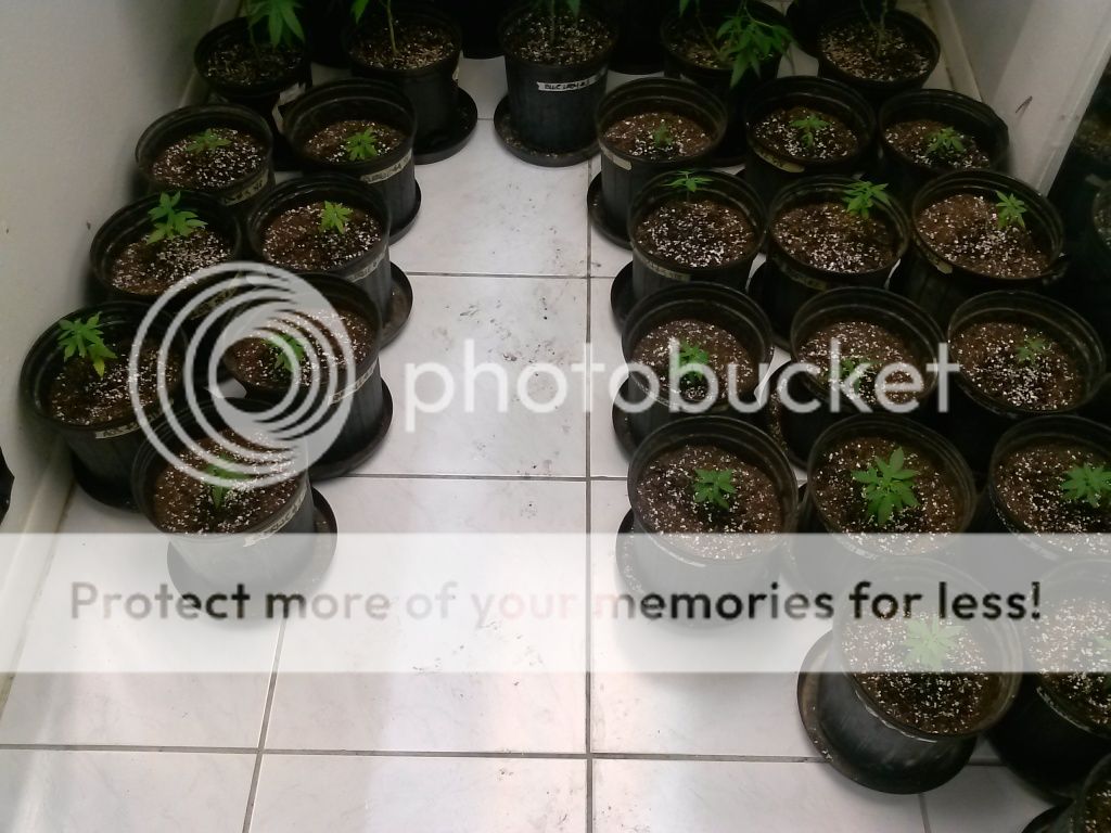 CAM00575_zps2fec5dbf.jpg