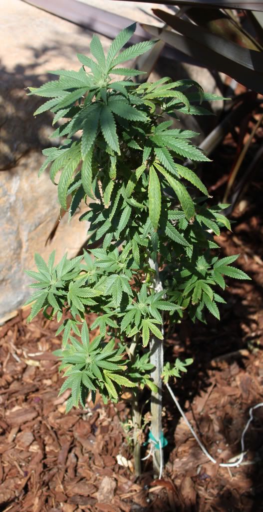 Plant35211.jpg