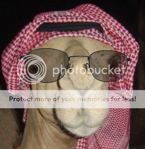 camel1.jpg