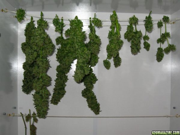 CC1_Harvest_oct25_45_.jpg