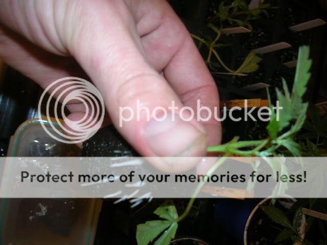 DSCN1119.jpg