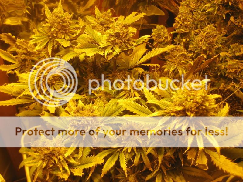 plants319.jpg