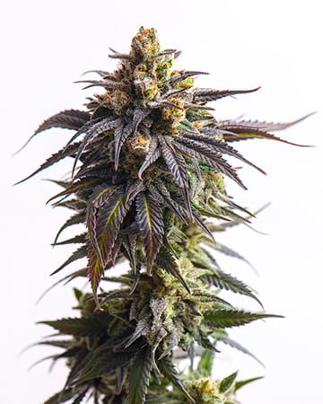 www.growerschoiceseeds.com