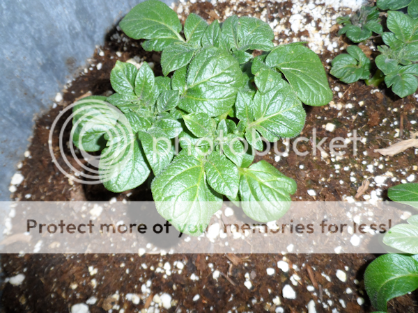 potatoes204-01-13_zps41616391.png