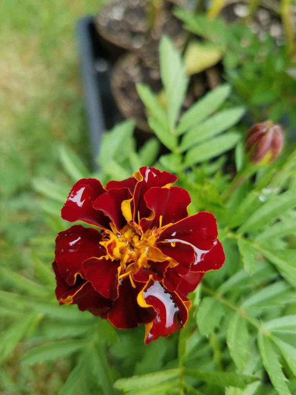 5242021marigold.jpg