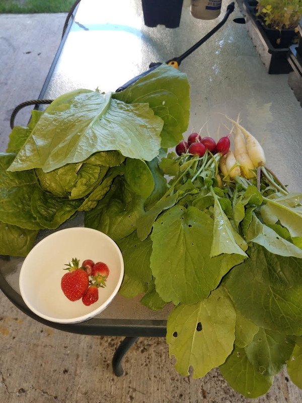 5292021garden.jpg