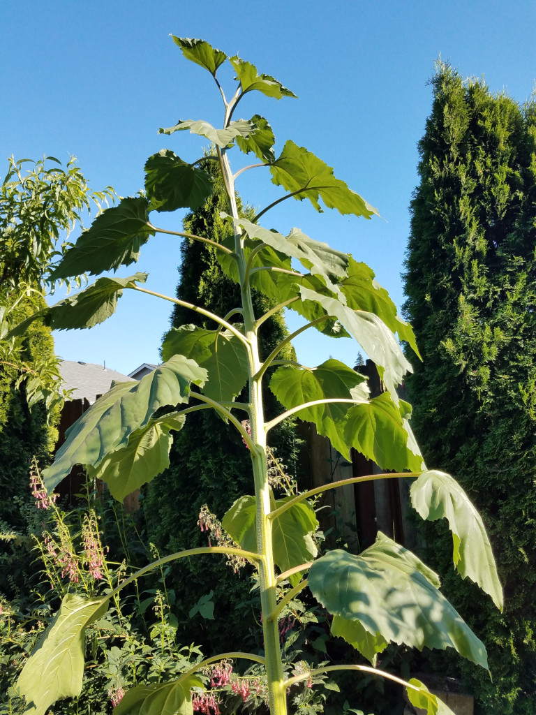 sunflower5a.jpg