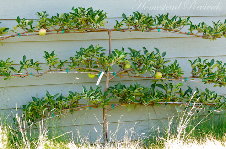 Espalier-Tree.jpg