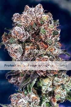 blueberry-marijuana-1.jpg
