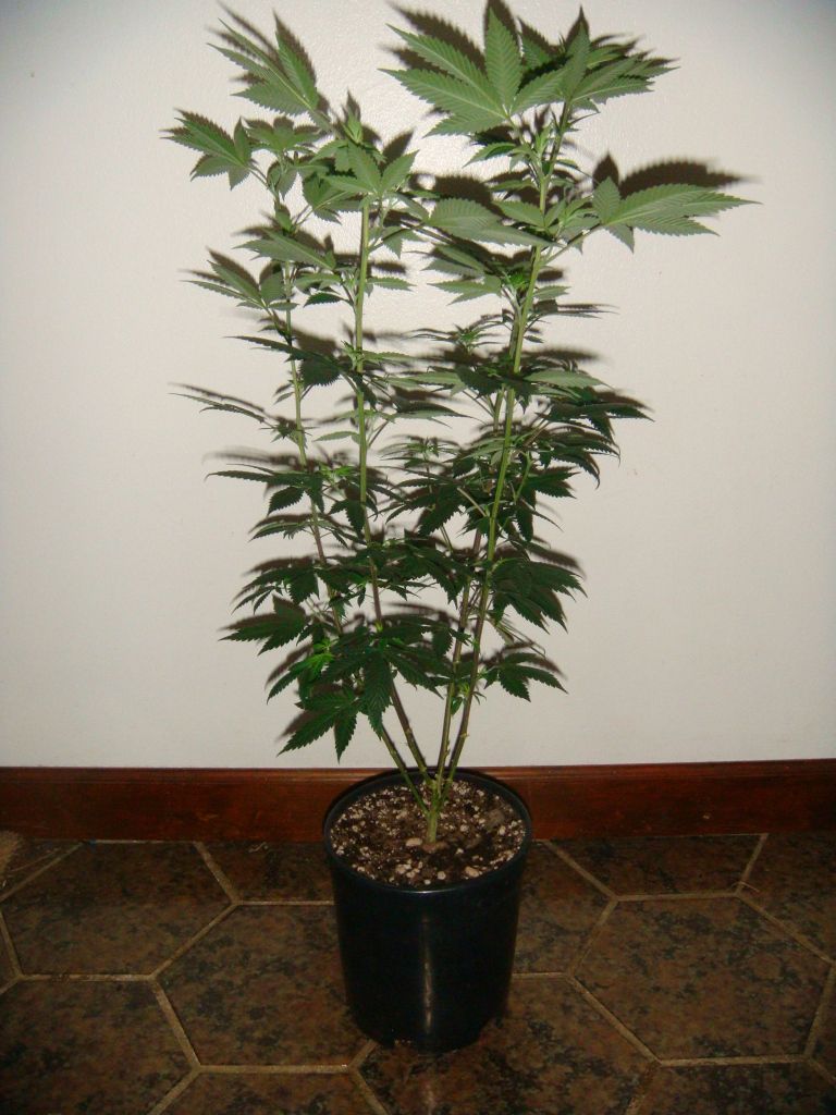 gsc3-1_zps568b0201.jpg