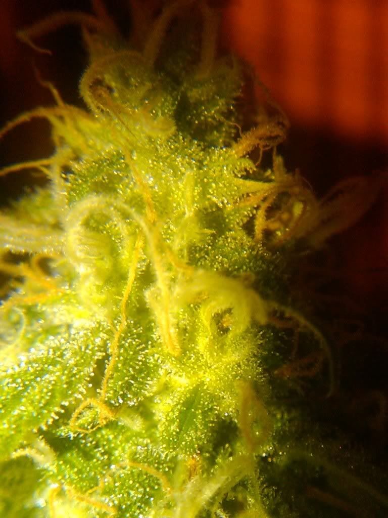 LemonSkunkBud.jpg