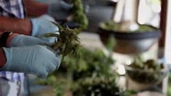 tumblr_nbsrilzOzn1qjczh3o4_250.gif