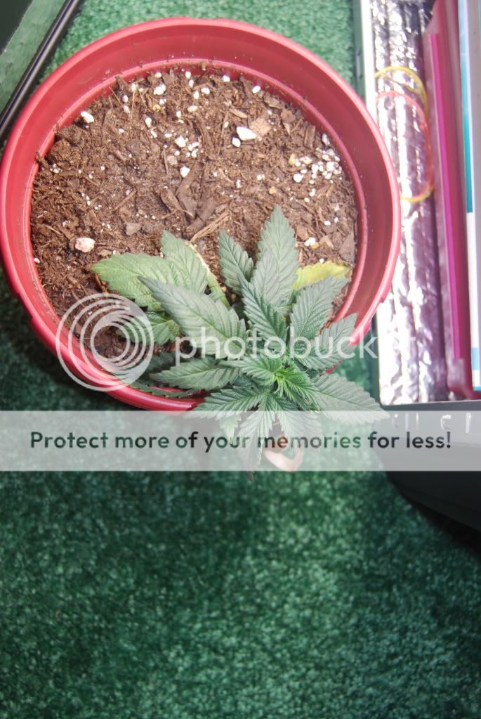 weed27002.jpg