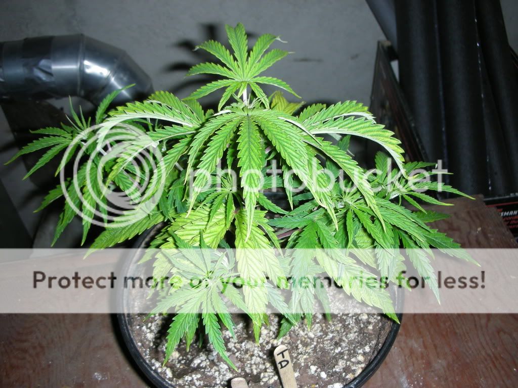 DSCN2748.jpg