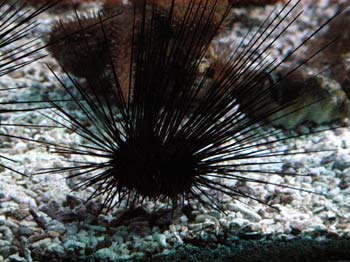black-spiny-sea-urchin.jpg