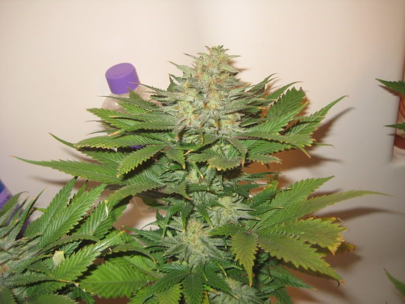 plants229.jpg