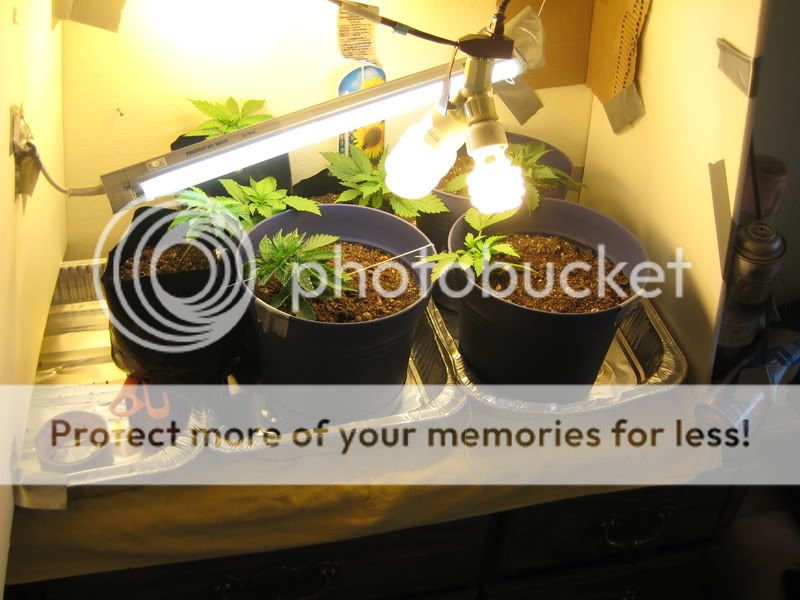plants006.jpg