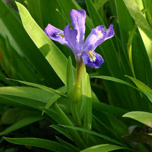 dwarf_lake_iris.jpg